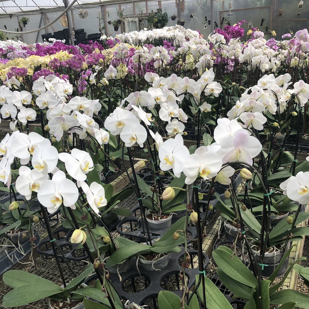 Peach State Orchids Inc - Florists Near Me - Woodstock, Georgia Peach State Orchids Inc - Florists Near Me - Woodstock, Georgia