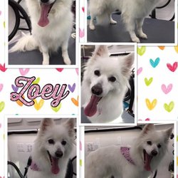 Pawfection Mobile Grooming - Dog Grooming Service in Lakeville, Minnesota