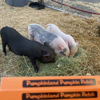 Pumpkinland Temecula - Pumpkin Patches Near Me - Temecula, California