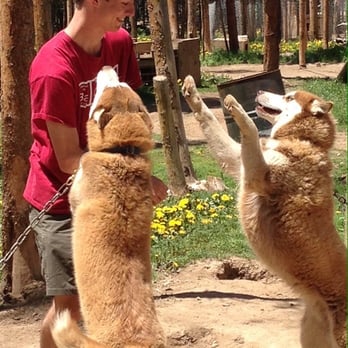 Snow Caps Sled Dogs - Tours Near Me - Breckenridge, Colorado
