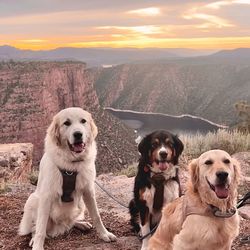 Sawyer Lake Veterinary Hospital