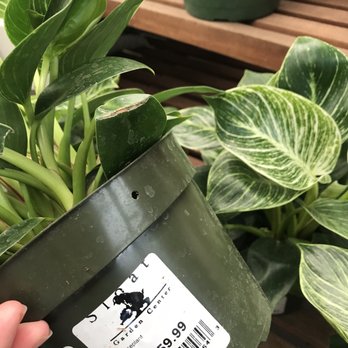 Sloat Garden Center - Wooooah! - Nurseries & Gardening Near Me - Concord, California Sloat Garden Center - Wooooah! - Nurseries & Gardening Near Me - Concord, California