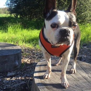 Ulistac Natural Area - 13 yr old Buster enjoying his walk - Parks Near Me - Santa Clara, California