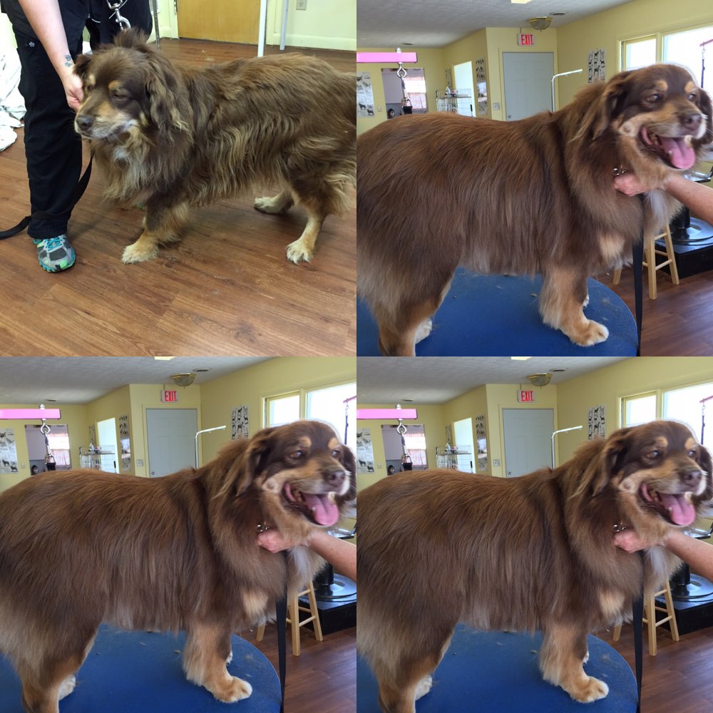 A SPECIAL TOUCH GROOMING & ACADEMY Updated July 2024 311 S 00 Ew