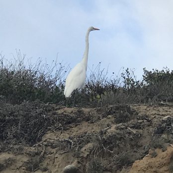 Carlsbad Village - Great Egret taking a walk, hunting on the hillside at Carlsbad Beach~ - Local Flavor Near Me - Carlsbad, California