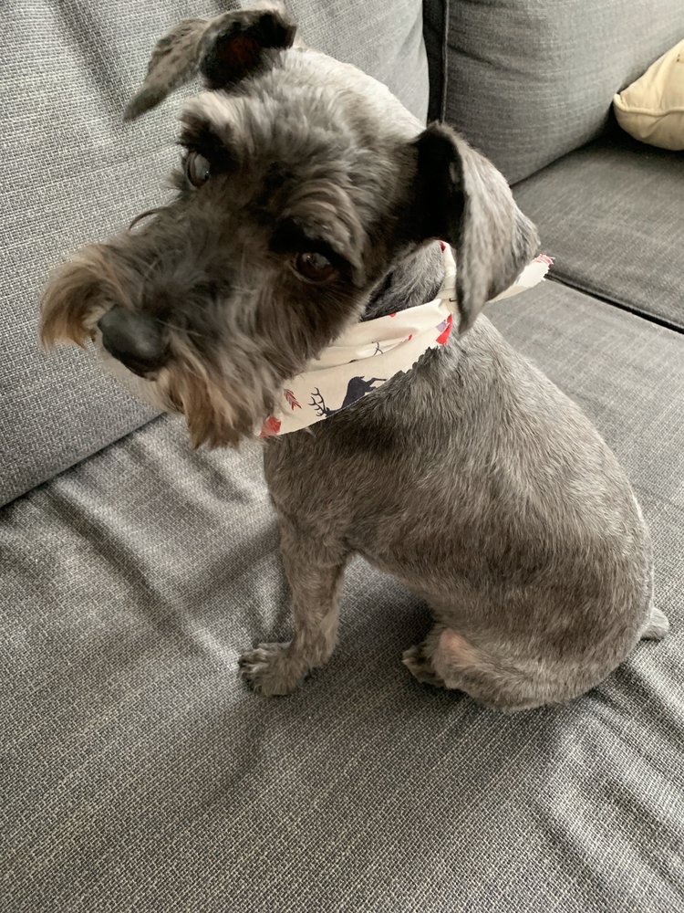 CITY DOG SPA & BOUTIQUE Updated August 2024 19 Photos & 17 Reviews