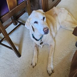 Our beloved Lizzy.our loved buddy and companion Our beloved Lizzy.our loved buddy and companion