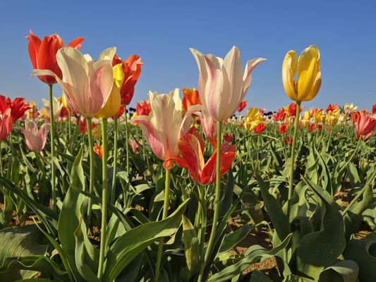 Wooden Shoe Tulip Farm by null