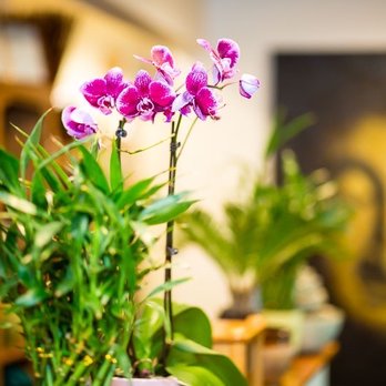 Siam Sensation Thai Massage - Beautiful SPA - Massage Near Me - Boulder, Colorado Siam Sensation Thai Massage - Beautiful SPA - Massage Near Me - Boulder, Colorado