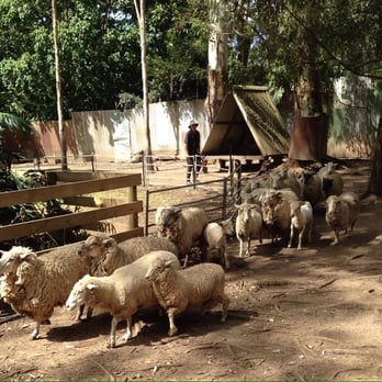 Koala Park Sanctuary - Zoos Near Me - West Pennant Hills, NSW Koala Park Sanctuary - Zoos Near Me - West Pennant Hills, NSW