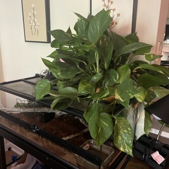 Cherry Blossoms Florist - Florists Near Me - Westminster, Colorado