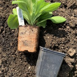 White Flower Farm - So root bound you can see the indentations of the container!