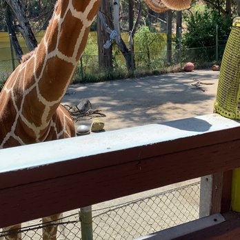 Six Flags Discovery Kingdom - Feeding giraffes - Amusement Parks Near Me - Vallejo, California
