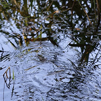 Grabowsee - Lakes Near Me
