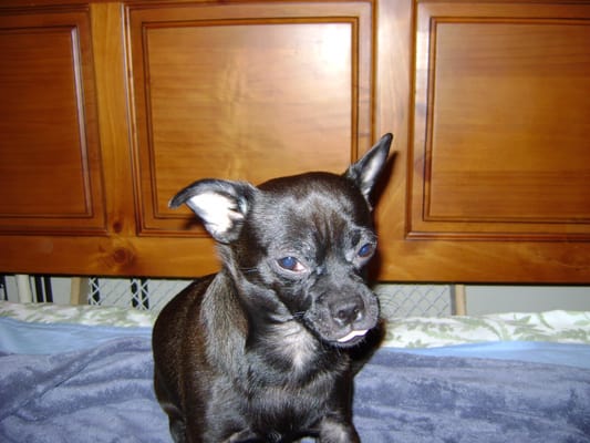 pet shops in the bronx that sell puppies