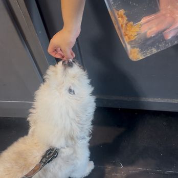 The Dog Bakery - Valerie greeting my dog with a snack! - Pet Stores Near Me - Long Beach, California