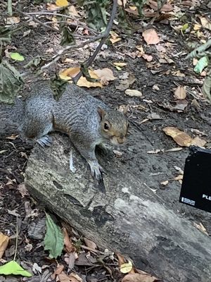 Hallett Nature Sanctuary by null