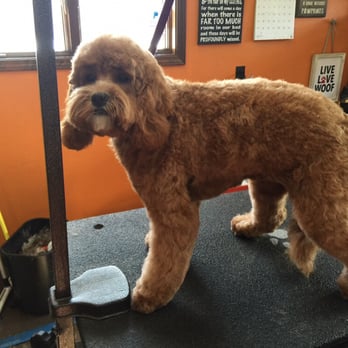 Fox Paw Pet Design - Pet Groomers Near Me Fox Paw Pet Design - Pet Groomers Near Me