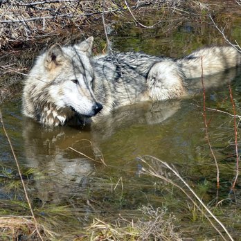 Wolf People - That's Rocky, son of Enapay and Neshoba. He's a very handsome and loveable male wolf at Wolf People. - Animal Shelters Near Me - Cocolalla, Idaho Wolf People - That's Rocky, son of Enapay and Neshoba. He's a very handsome and loveable male wolf at Wolf People. - Animal Shelters Near Me - Cocolalla, Idaho