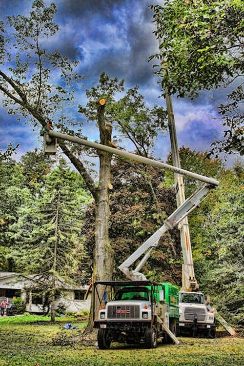 Dean's Reliable Tree Service - tree service in Sacramento, CA