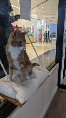 Kokoro Cat Café by null