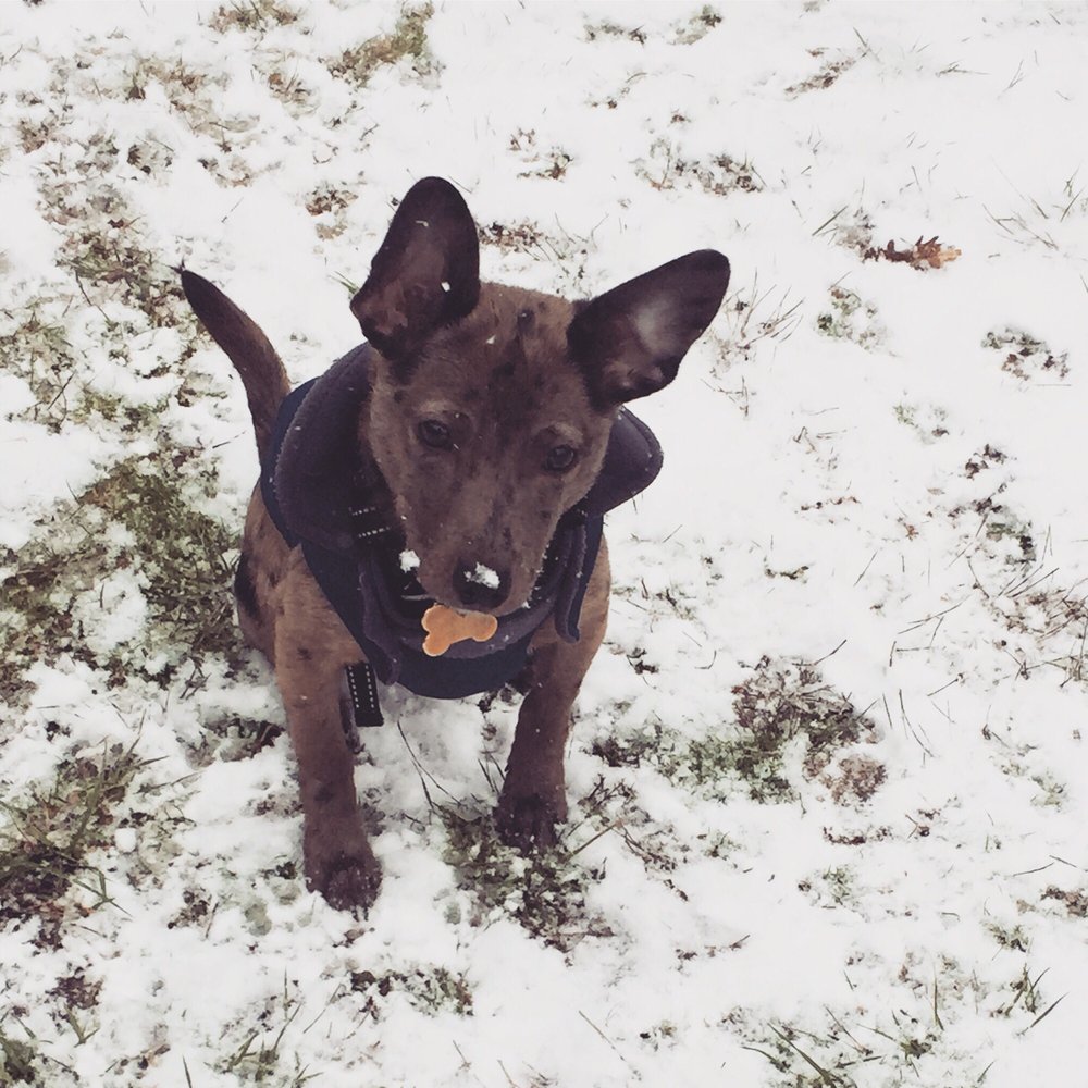 JULIE’S PET SITTING SERVICES 58 Photos Dog Walkers West Linn, OR