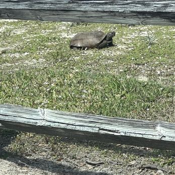 Loggerhead Marinelife Center - Next to the parking lot - Community Service/Non-Profit Near Me - Juno Beach, Florida