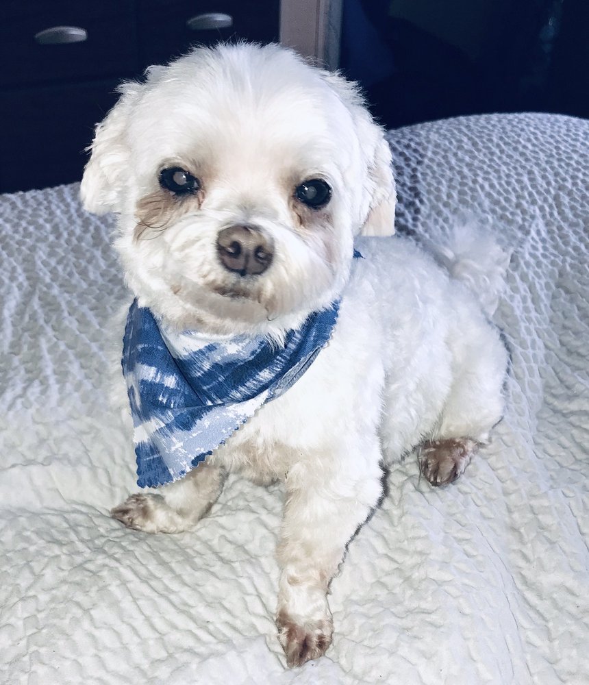 DOG GROOMING BY MINDI Updated August 2024 36 Photos & 28 Reviews