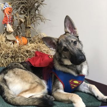 The Pawz Cafe - Kai - Pet Training Near Me - Commerce, Michigan The Pawz Cafe - Kai - Pet Training Near Me - Commerce, Michigan