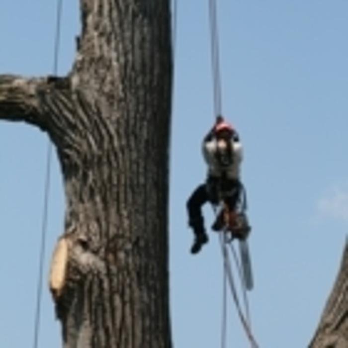 ARBODESIGN Updated September 2024 25 Photos 125 Rang Sainte