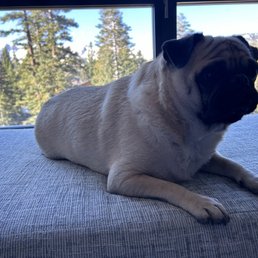 Otis, relaxing on his vacation. Otis, relaxing on his vacation.