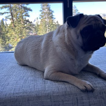 Westin Monache Resort - Otis, relaxing on his vacation. - Hotels Near Me - Mammoth Lakes, California Westin Monache Resort - Otis, relaxing on his vacation. - Hotels Near Me - Mammoth Lakes, California