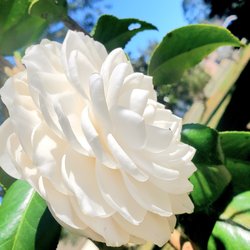 Inwood Gardens - Camellia SEA MOSS (purchased from Inwood Gardens Nursery)