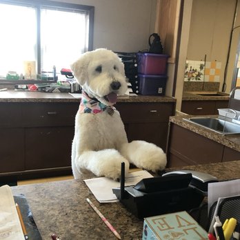 THE BEST 10 Pet Groomers in Johnson City, TN - Last Updated May 2021 - Yelp