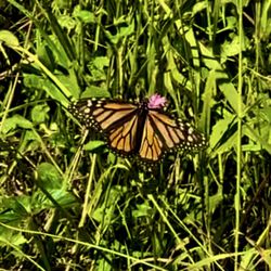 Shepard’s Farm Family Preserve - Monarch butterfly
