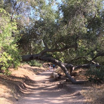 Whiting Ranch Wilderness Park - Oak tree hanging cross the trail - Parks Near Me - Foothill Ranch, California Whiting Ranch Wilderness Park - Oak tree hanging cross the trail - Parks Near Me - Foothill Ranch, California