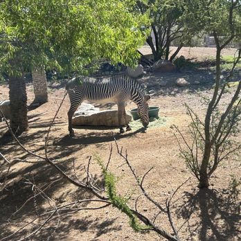 Phoenix Zoo - I saw one Zebra - Zoos Near Me - Phoenix, Arizona Phoenix Zoo - I saw one Zebra - Zoos Near Me - Phoenix, Arizona