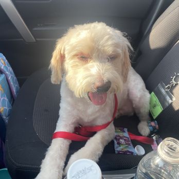 PetSmart - Right when I picked him up he looks sick - Pet Stores Near Me - Gurnee, Illinois PetSmart - Right when I picked him up he looks sick - Pet Stores Near Me - Gurnee, Illinois
