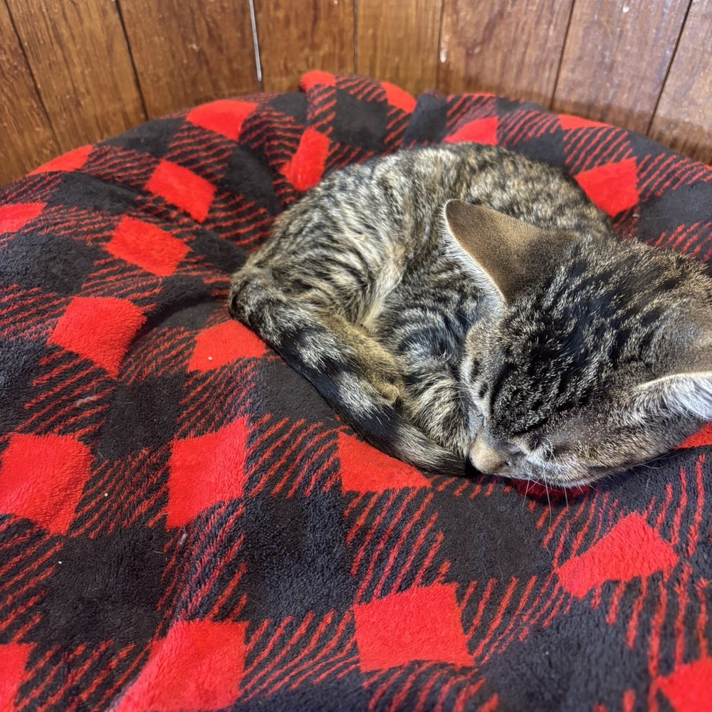 Orlando Cat Cafe - Sleeping kitten - Animal Shelters Near Me - Clermont, Florida