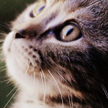 Chatter Cat Inn - Pet Sitting Near Me Chatter Cat Inn - Pet Sitting Near Me