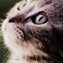 Photo of Chatter Cat Inn