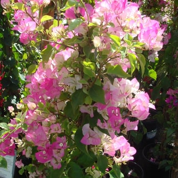 East Bay Nursery - Nurseries & Gardening Near Me - Berkeley, California East Bay Nursery - Nurseries & Gardening Near Me - Berkeley, California