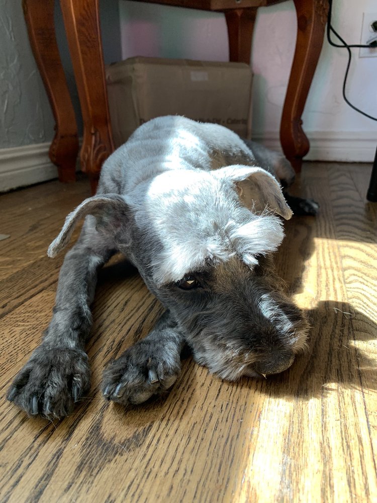 BRITTON ROAD VETERINARY CLINIC Updated September 2024 36 Photos & 76 Reviews 2826 W