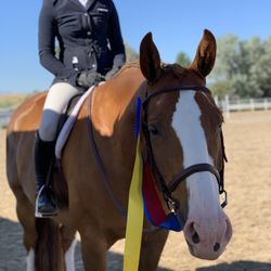 Equine Pavilion - They are all our favorites.