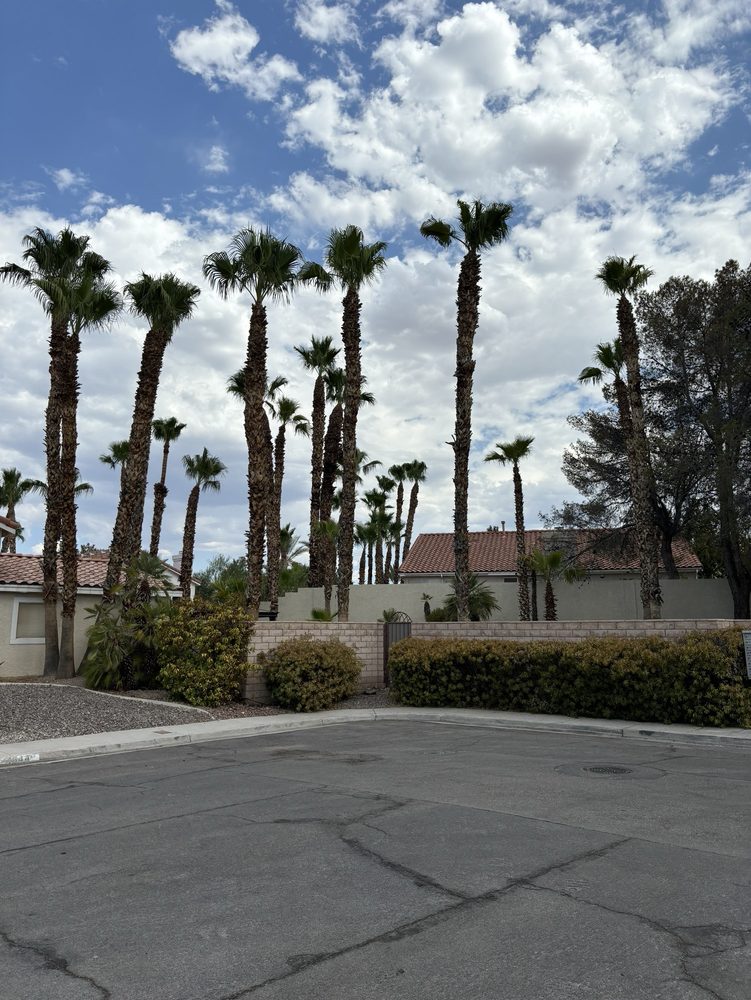 Omars tree service - tree service in Las Vegas, NV