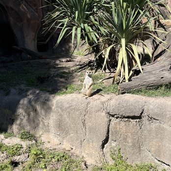 Virginia Zoo - Meercat - Zoos Near Me - Norfolk, Virginia