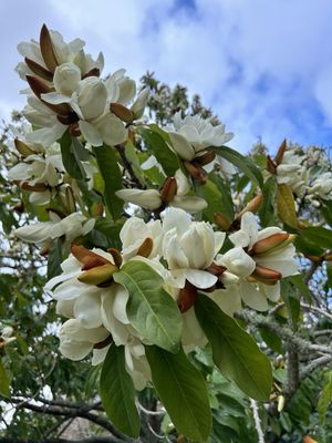 Wellington Botanic Garden by null