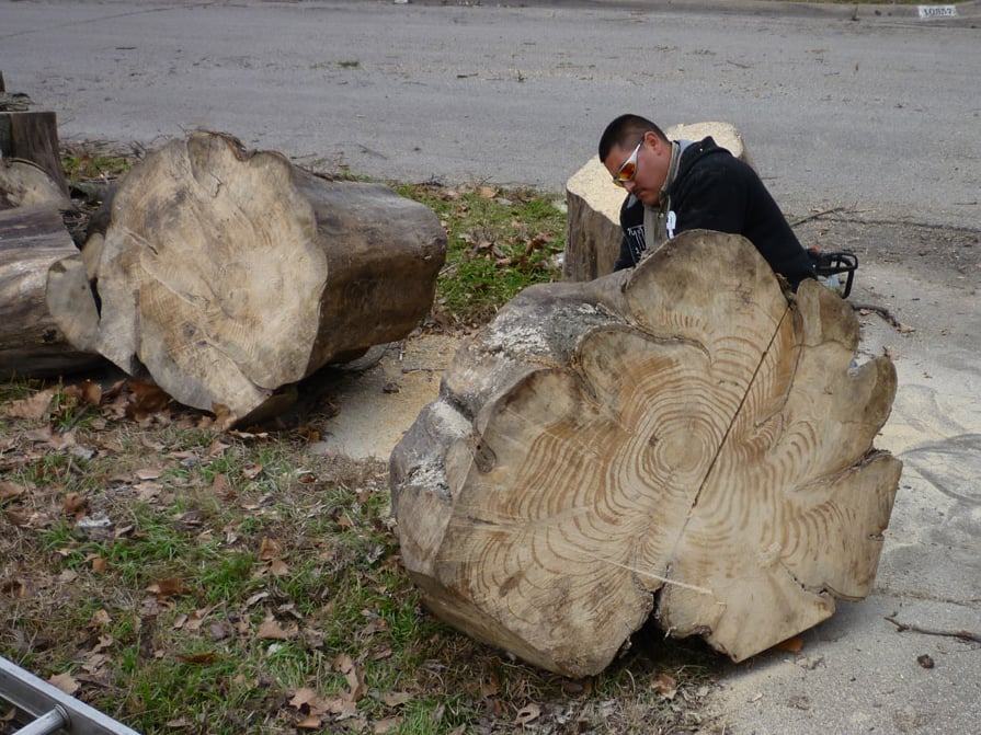 Dallas Arbor Care - tree service in Dallas, TX