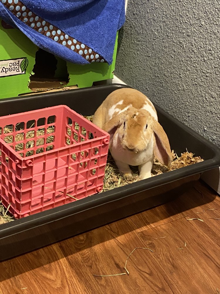 RABBIT BOARDING BY JUSTIN Updated February 2025 Request Information Denver, Colorado Pet