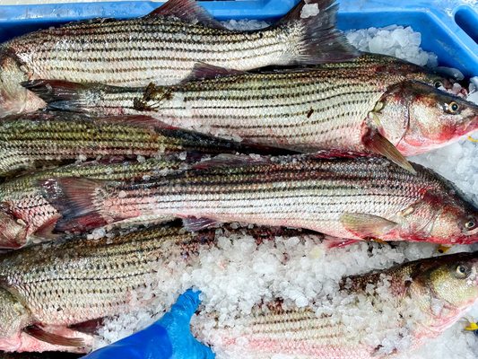 Gosman's Retail Fish Market by null